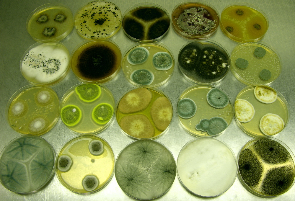 Culturas de fungos - elas podem ser morosas e de sensibilidade baixa, conforme o patógeno (CreativeCommons - David Midgley)