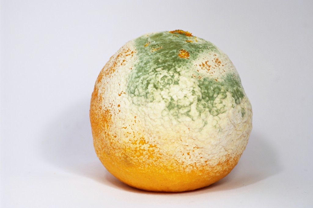 Mouldy_Clementine