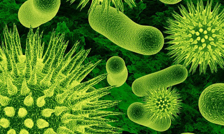 4º BIOINFORMÁTICA PARA O MICROBIOLOGISTA  2014-2015