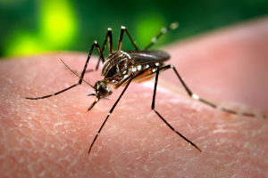 É Dada A Largada Para A última Fase De Testes Da Vacina Contra A Dengue