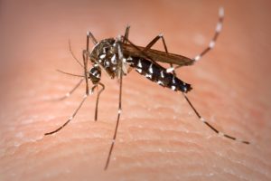Zika é Encontrado Em Novo Mosquito
