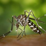 Esclarecido Porque Segunda Infecção Por Dengue Favorece Febre Hemorrágica
