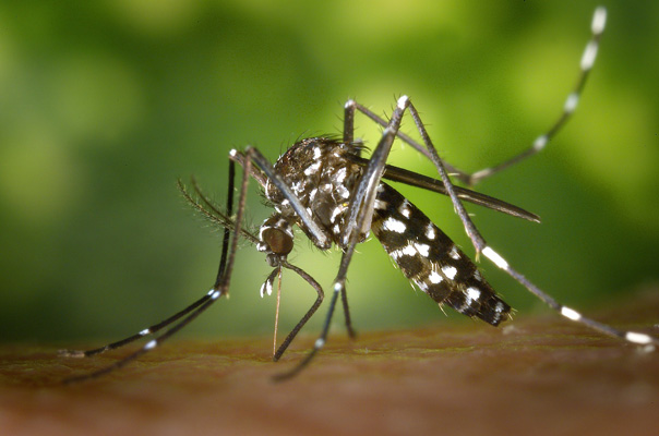 Esclarecido Porque Segunda Infecção Por Dengue Favorece Febre Hemorrágica