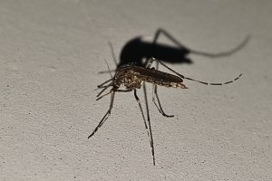Casos De Zika, Dengue E Chikungunya Caem Drasticamente Em 2017