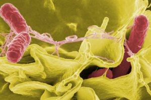 Surto De Febre Tifoide Resistente  Pode Ganhar Dimensões Globais