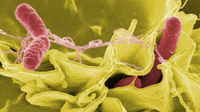 Credit: Rocky Mountain Laboratories,NIAID,NIHColor-enhanced Scanning Electron Micrograph Showing Salmonella Typhimurium (red) Invading Cultured Human Cells.