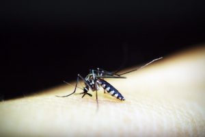Nova Técnica De Detecção De Dengue E Zika é Anunciada