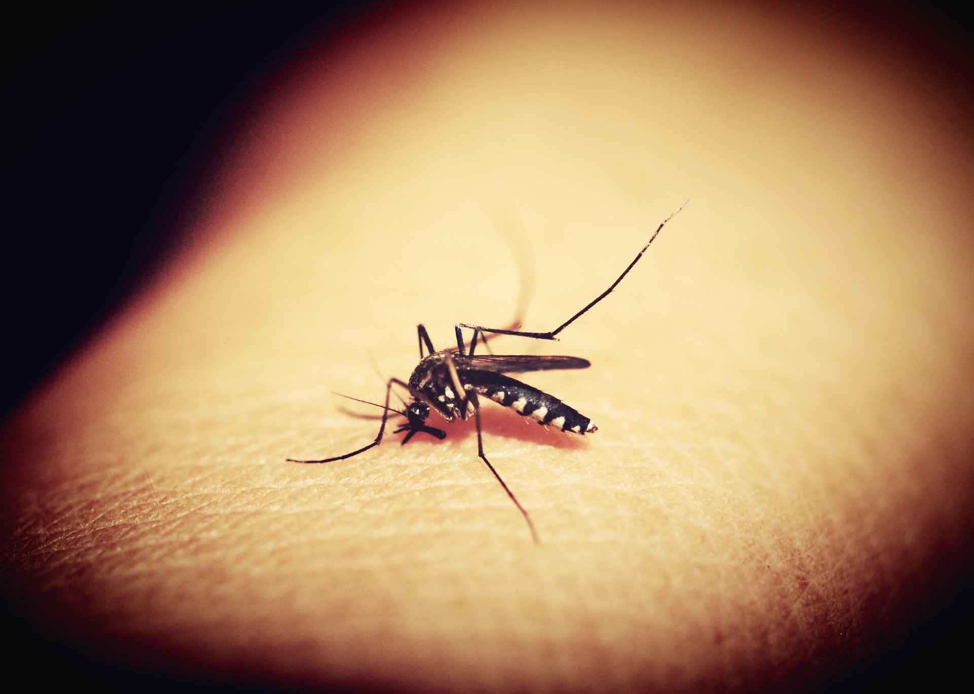 MAT. 03 Dengue. Fonte pixabay.com
